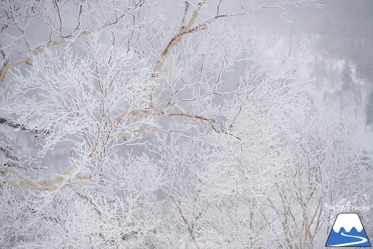 札幌国際スキー場 Welcome back POWDER SNOW !! ～パウダースノー復活～